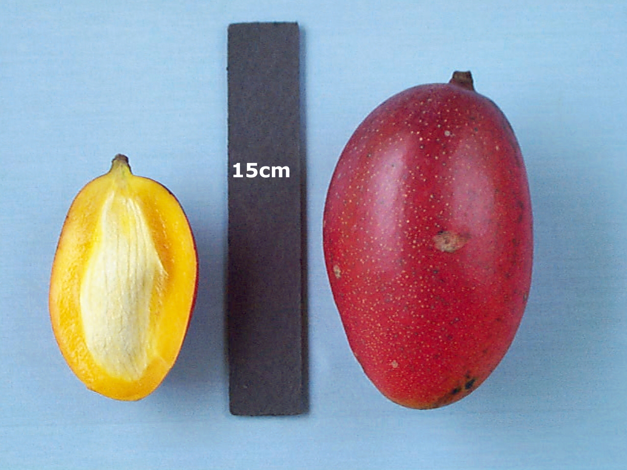 Mango Phenology - Ruby 2 - Photo credits: Ian Maguire