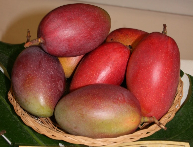 Mango Phenology - Ruby 3 - Photo credits: Mark Nickum