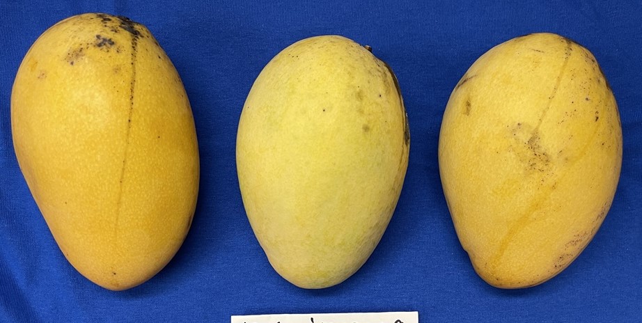 Mango Phenology - Saigon 1 - Photo credits: JH Crane