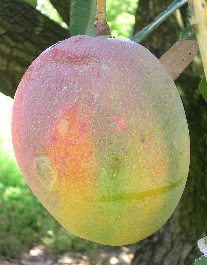 Mango Phenology - Southern Blush 1 - Photo credits: JH Crane