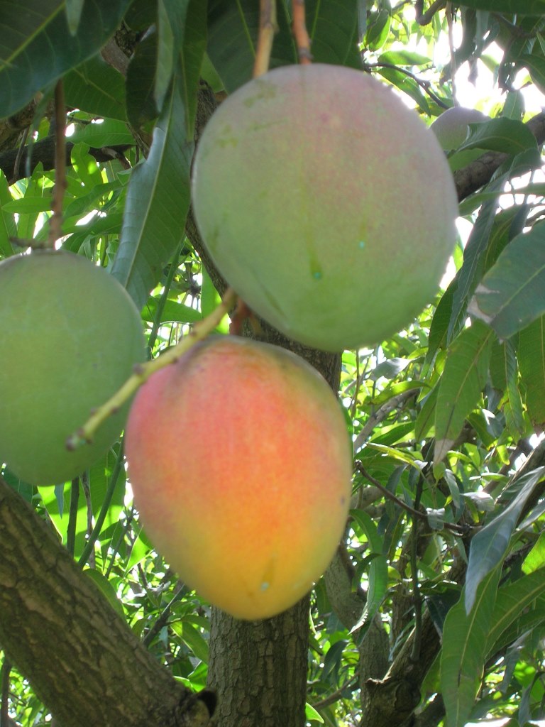 Mango Phenology - Southern Blush 2 - Photo credits: JH Crane