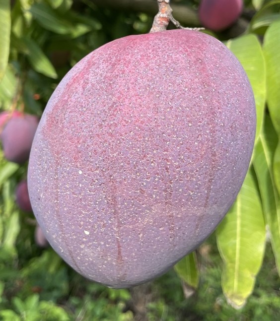 Mango Phenology - Tommy Atkins 1 - Photo credits: JH Crane