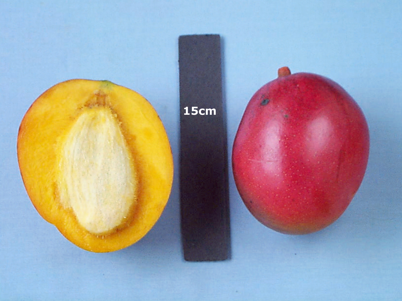 Mango Phenology - Tommy Atkins 2 - Photo credits: Ian Maguire