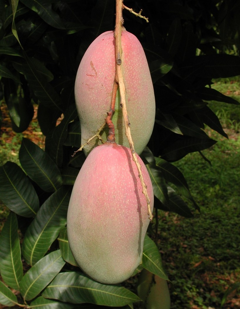 Mango Phenology - Valencia Pride 1 - Photo credits: JH Crane