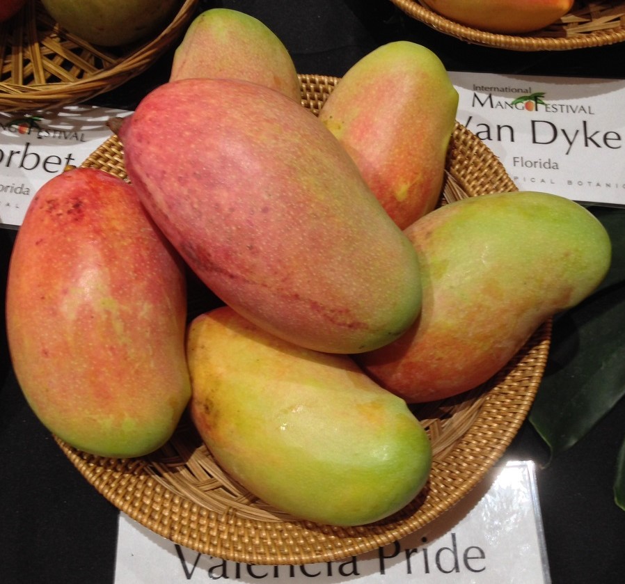 Mango Phenology - Valencia Pride 2 - Photo credits: JH Crane