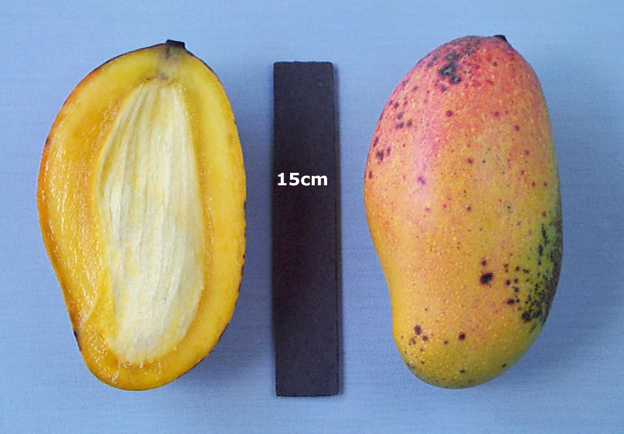 Mango Phenology - Valencia Pride 3 - Photo credits: Ian Maguire