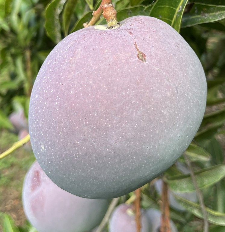 Mango Phenology - Vallenato 1 - Photo credits: JH Crane