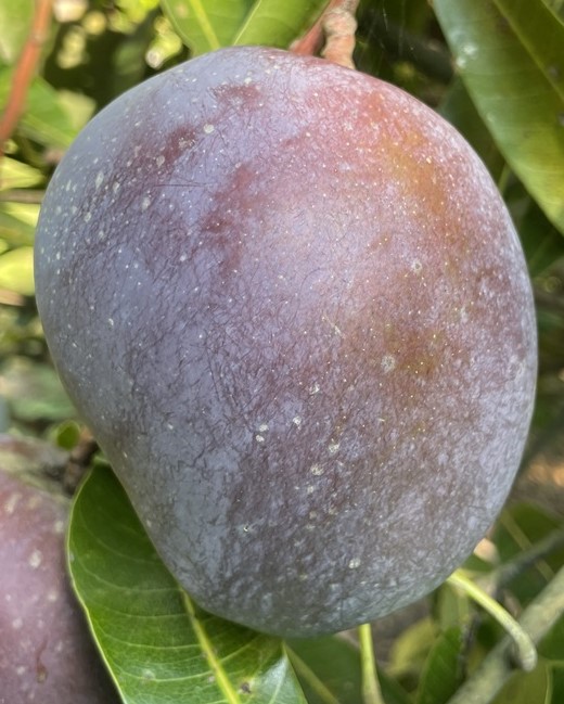 Mango Phenology - Vallenato 2 - Photo credits: JH Crane