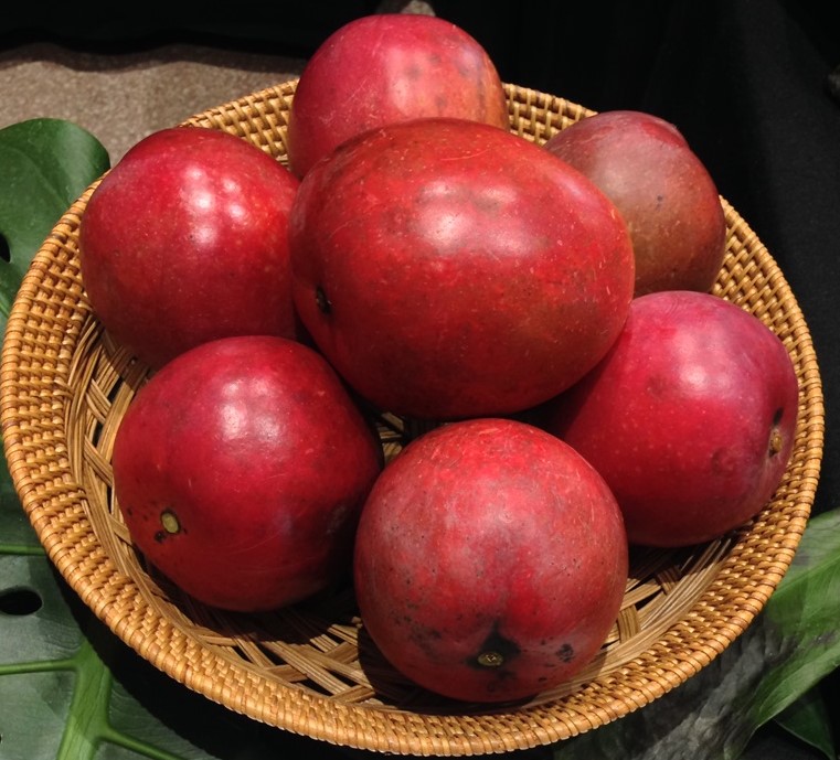 Mango Phenology - Vallenato 3 - Photo credits: JH Crane