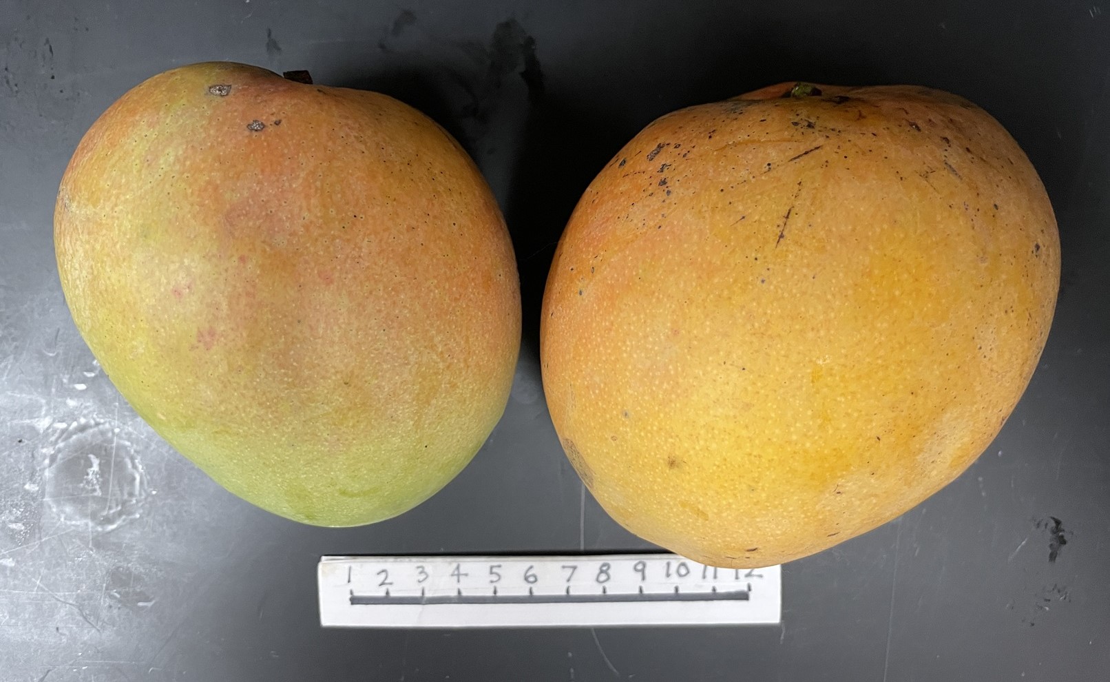 Mango Phenology - Young 1 - Photo credits: Ian Maguire