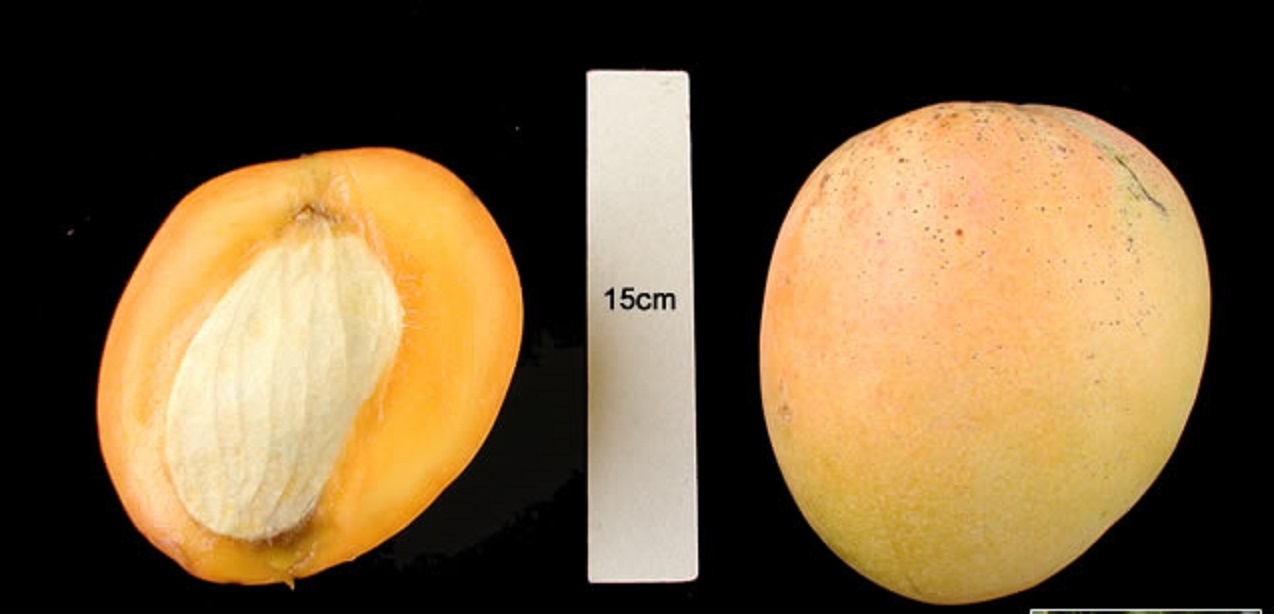 Mango Phenology - Young 2 - Photo credits: Ian Maguire