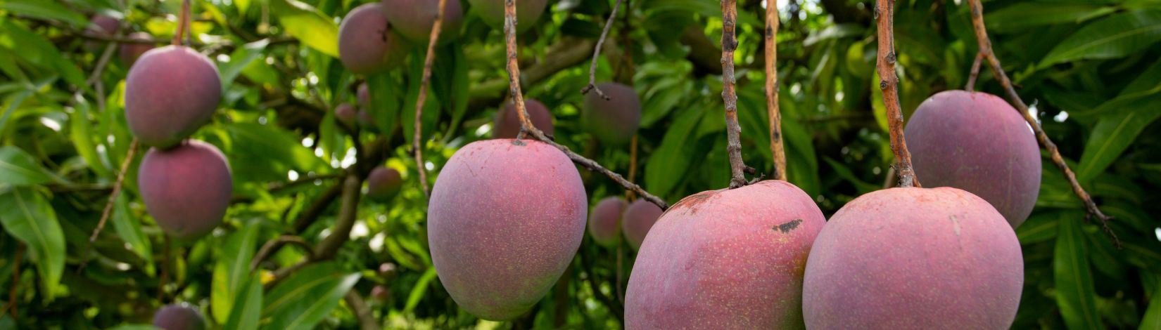 Row of Mango trees. Photographed on 06-27-18. by UF Tyler Jones 021830